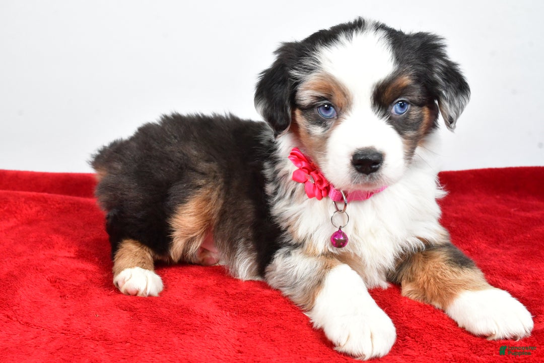 Miniature Australian Shepherd dogs for sale: Orlinda  - Ad 6