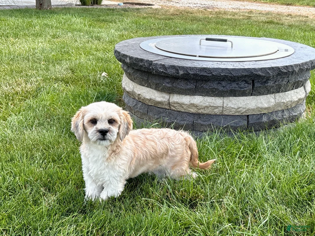 Lhasa Apso dogs for sale: Sammy - Ad 2