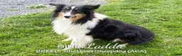 Sheltiedoodle dogs for sale: Roxie - Ad 6