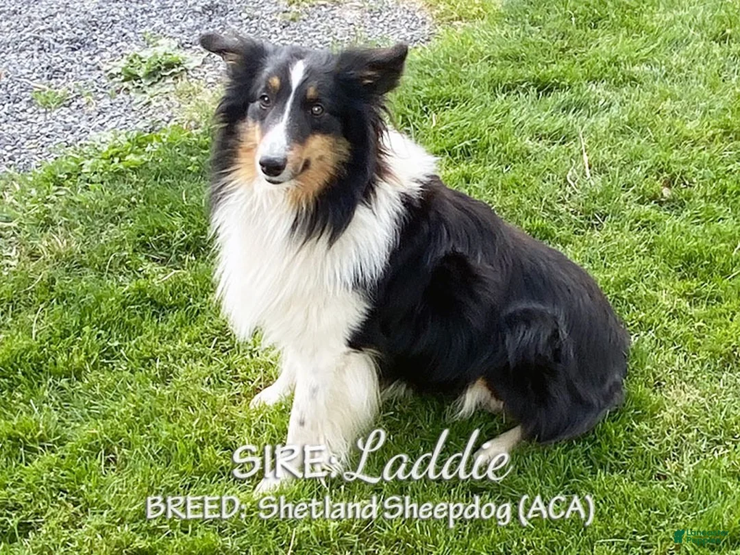 Sheltiedoodle dogs for sale: Roxie - Ad 6