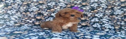 Cavapoo dogs for sale: Sienna - Ad 8