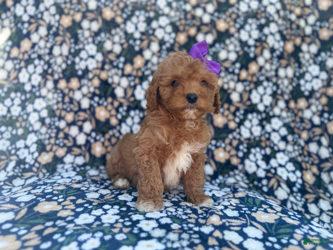 Cavapoo dogs for sale: Sienna - Ad 8