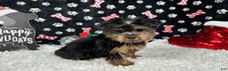 Yorkshire Terrier dogs for sale: Yorkshire Terrier Puppy 1 - Ad 2