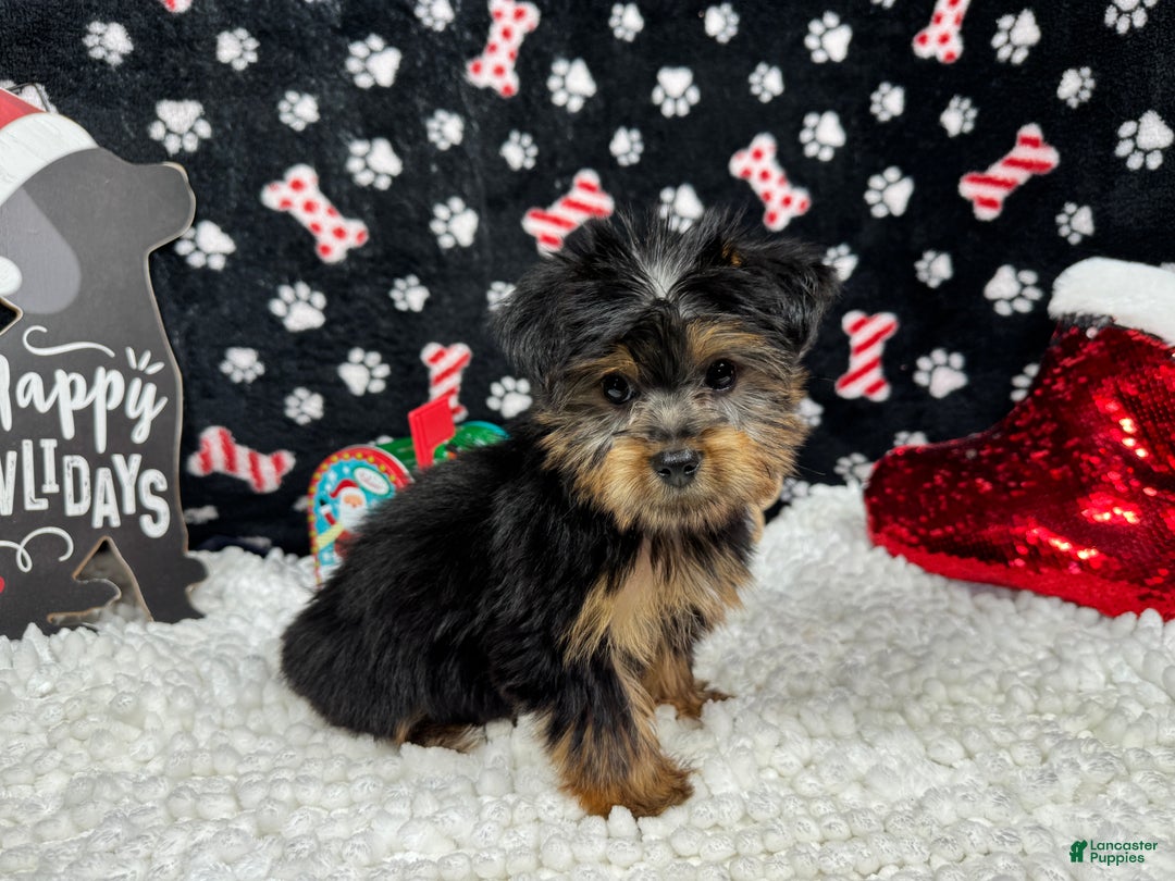 Yorkshire Terrier dogs for sale: Yorkshire Terrier Puppy 1 - Ad 2