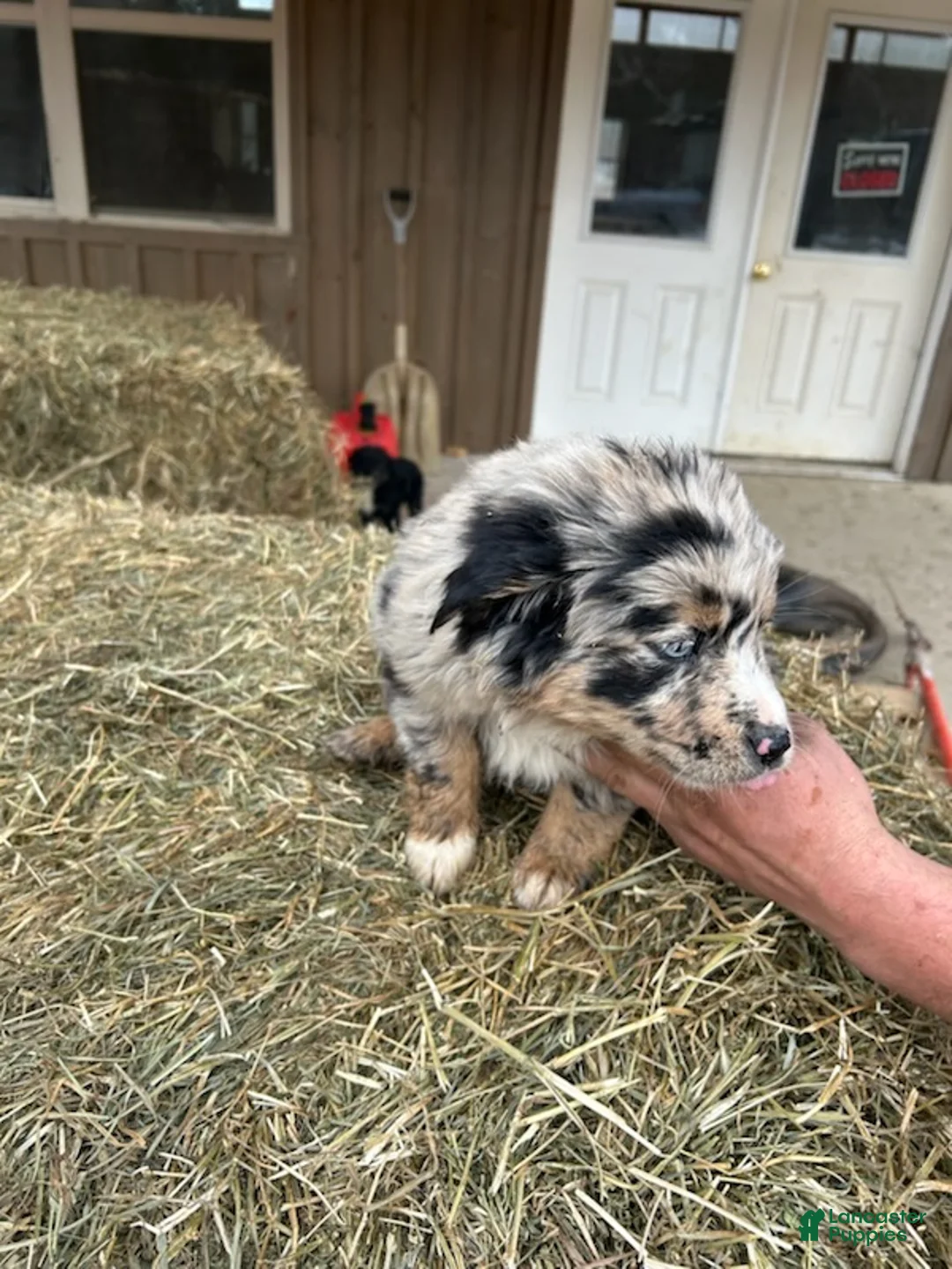 Australian Shepherd dogs for sale: Billy - Ad 1