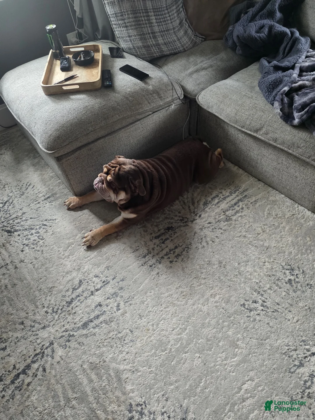 English Bulldog dogs for sale: English Bulldog 1 - Ad 2