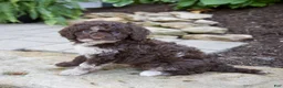 Mixed Breed dogs for sale: Fern - Ad 3