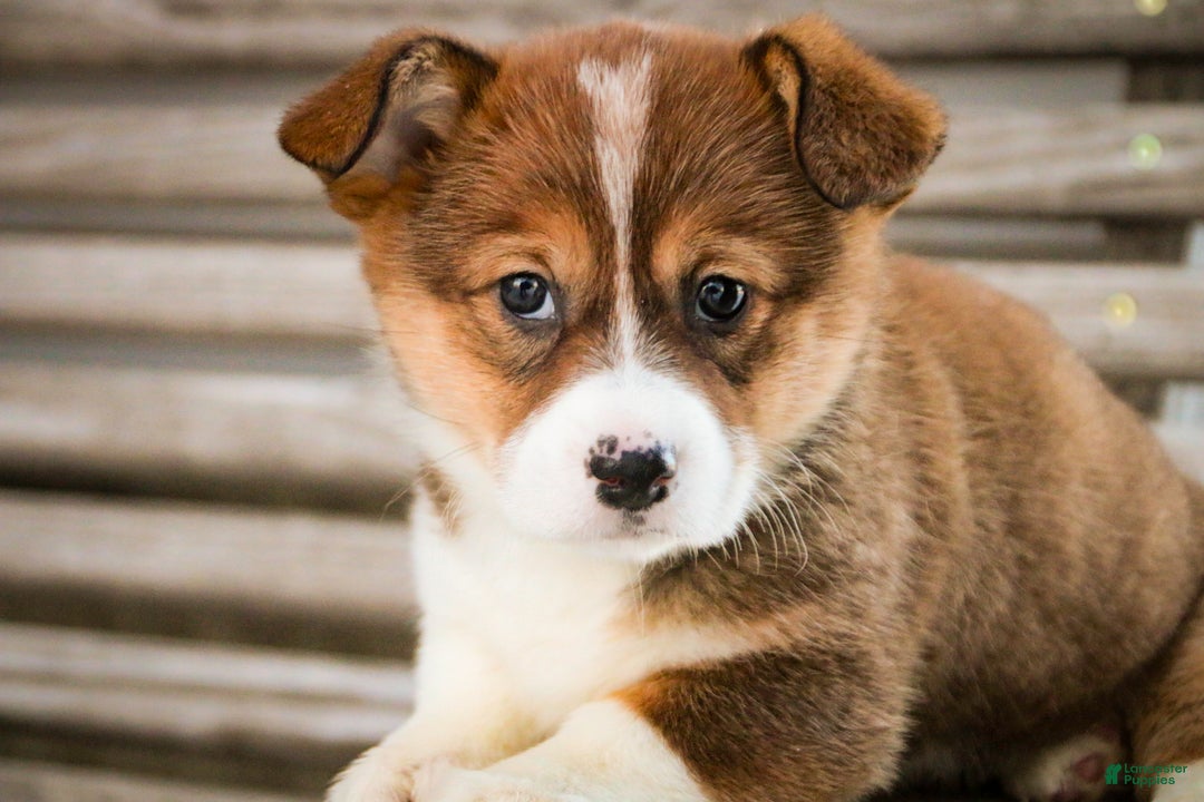 Welsh Corgi Pembroke dogs for sale: Muffin - Ad 8