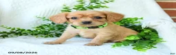 Miniature Golden Retriever dogs for sale: Austin - Ad 1