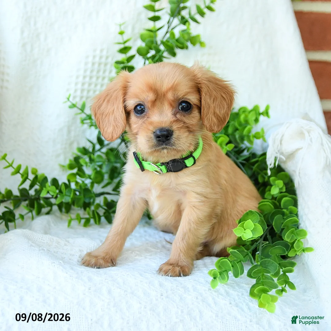 Miniature Golden Retriever dogs for sale: Austin - Ad 1