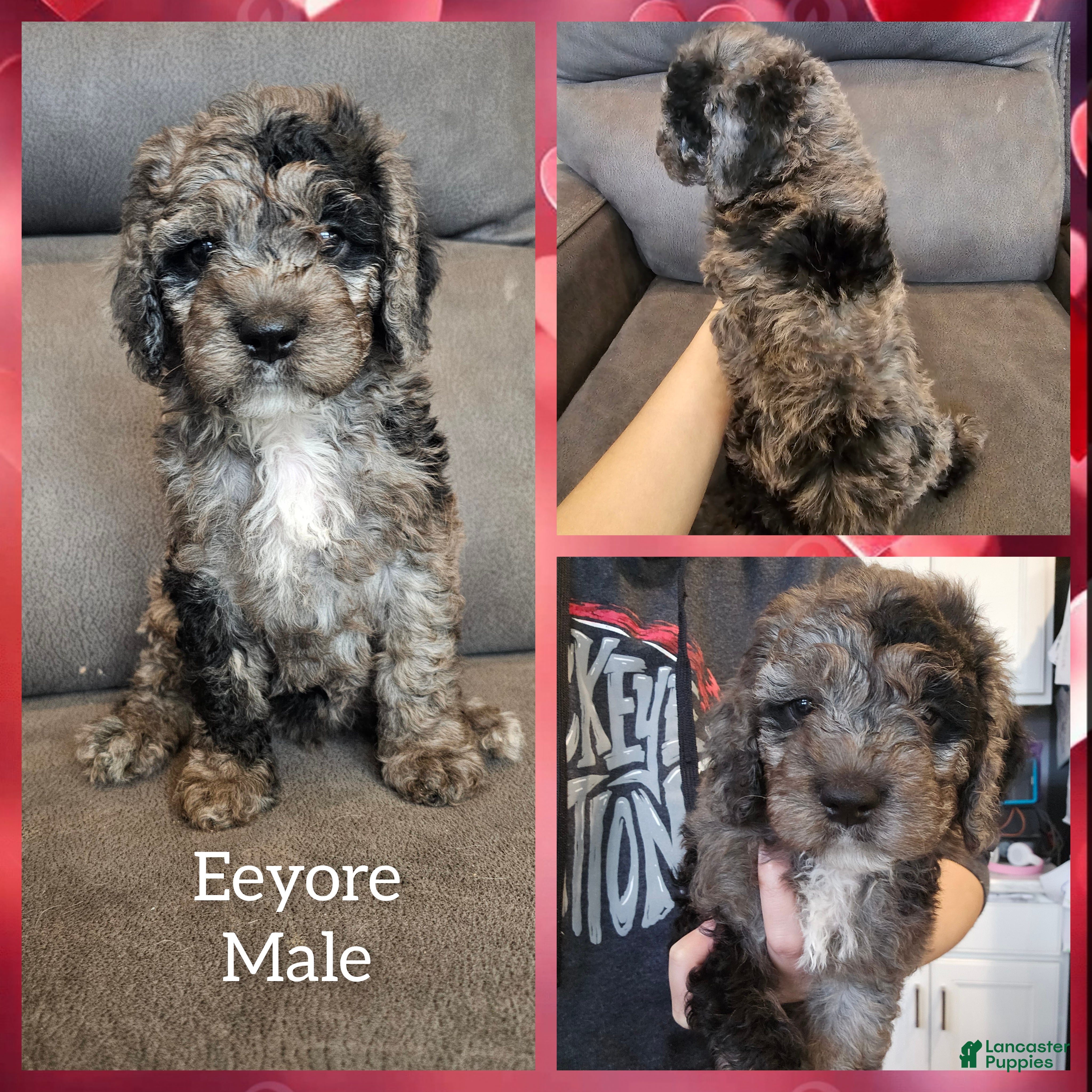 Cockapoo dogs Eeyore - Ad 3