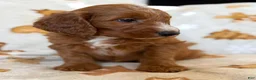 Cavapoo dogs for sale: Mora - Ad 10