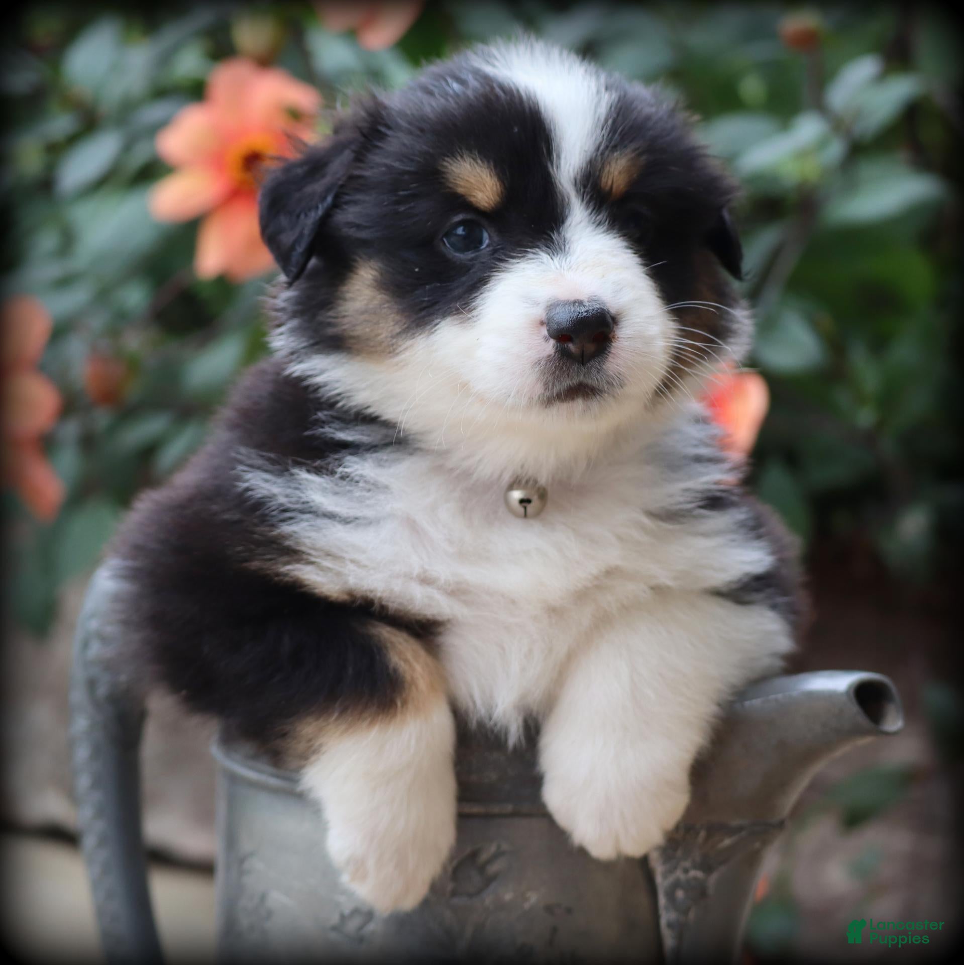 Miniature Australian Shepherd dogs Soprano - Ad 1