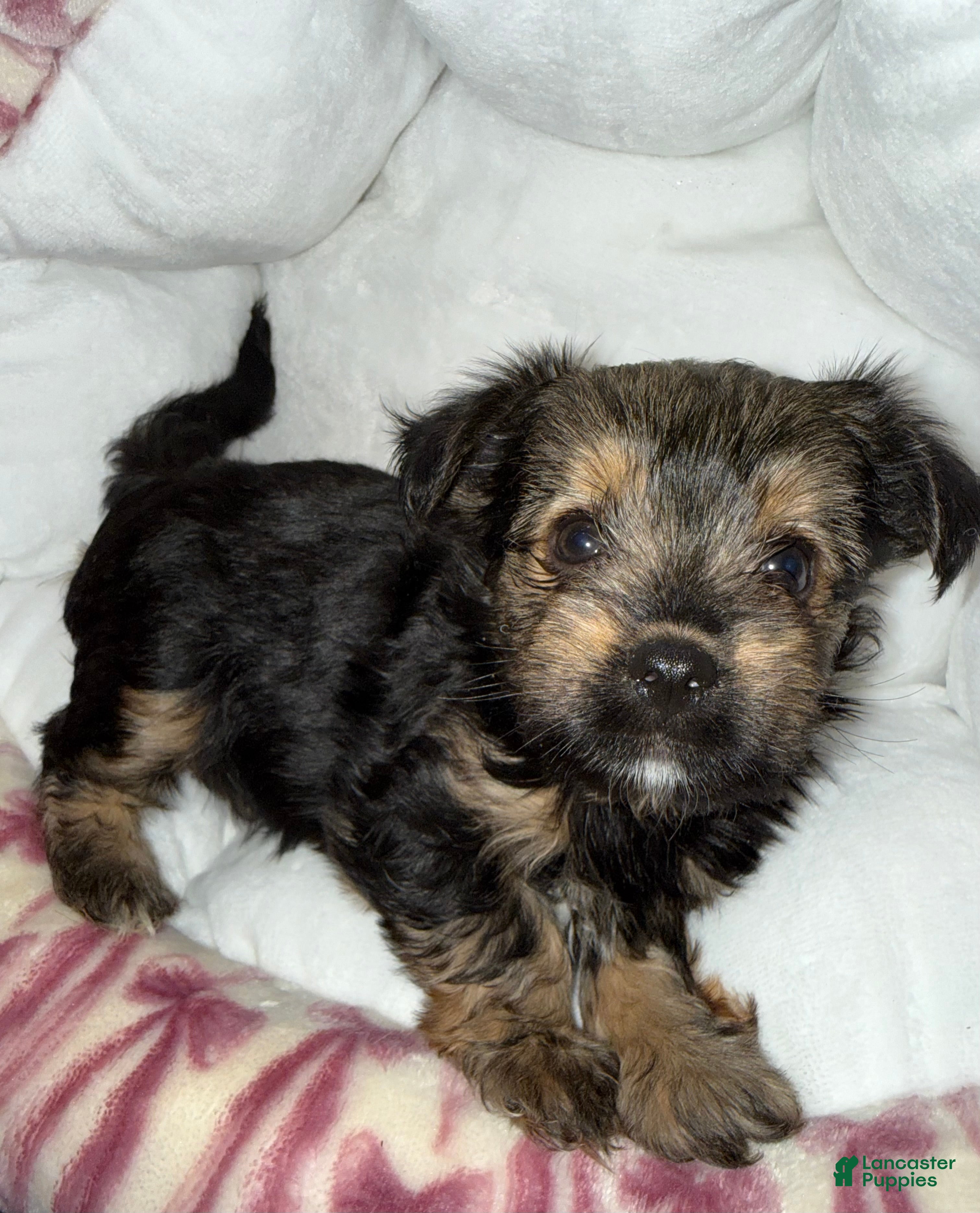 Yorkshire Terrier dogs Eclipse  - Ad 1