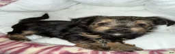 Yorkshire Terrier dogs for sale: Eclipse  - Ad 1