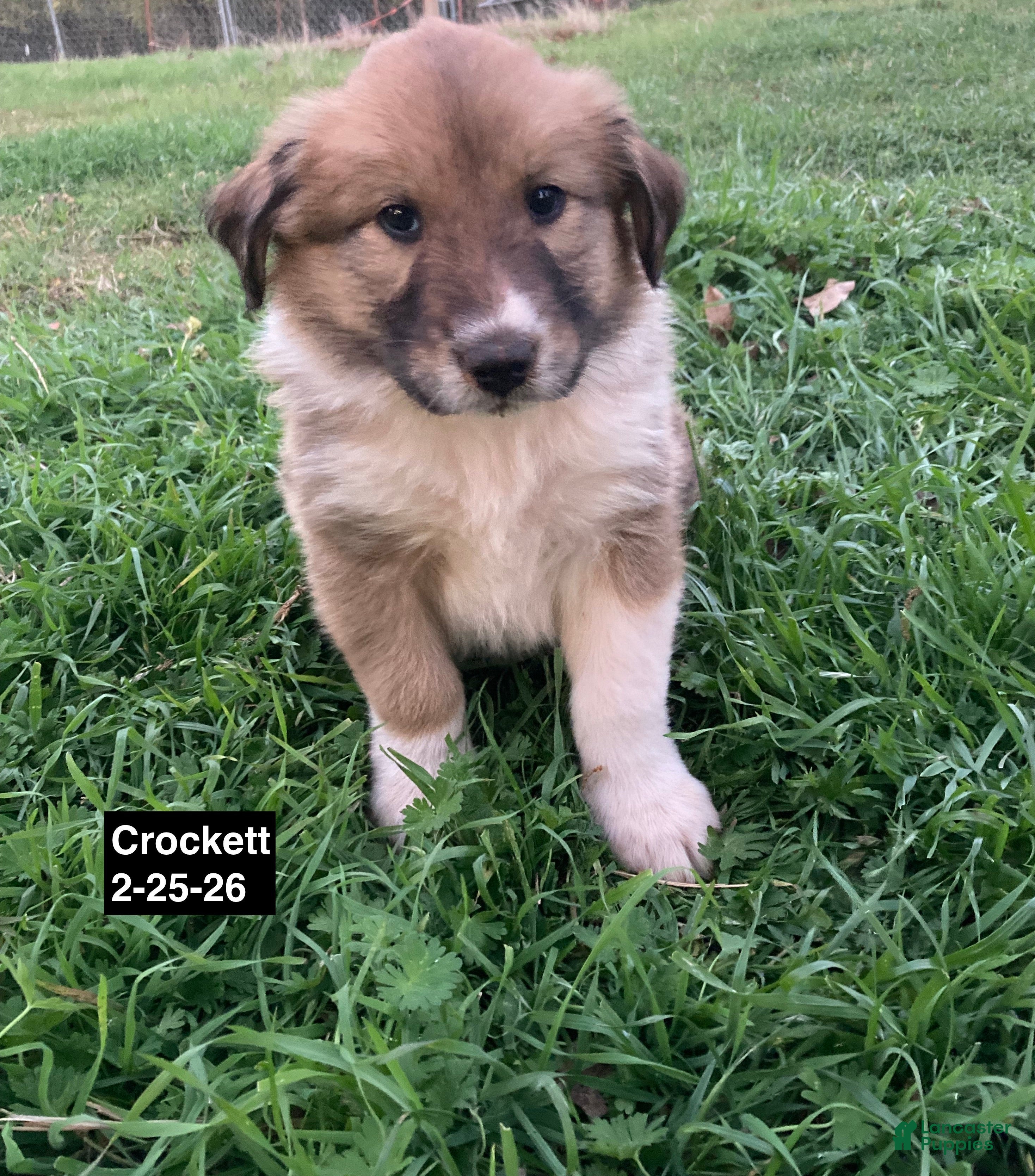 Collie dogs Crockett - Ad 8