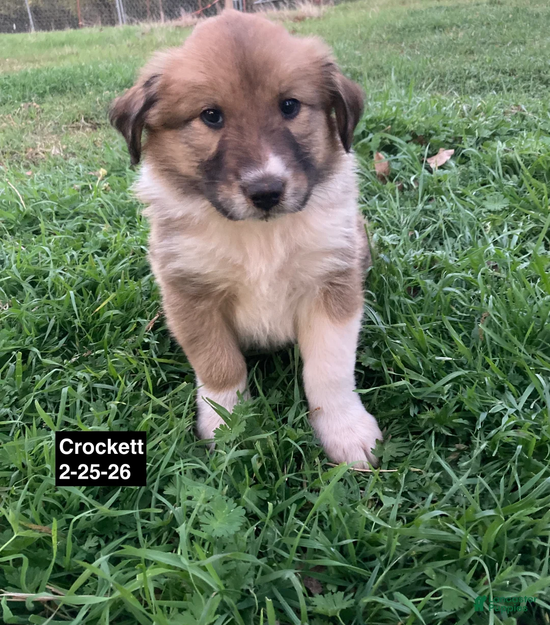 Collie dogs for sale: Crockett - Ad 1