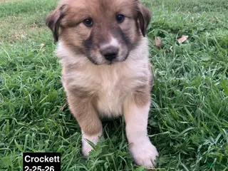Collie dogs Crockett - Ad 8