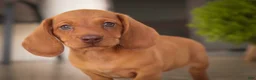Miniature Dachshund dogs for sale: Jelly Miniature Dachshund  - Ad 9