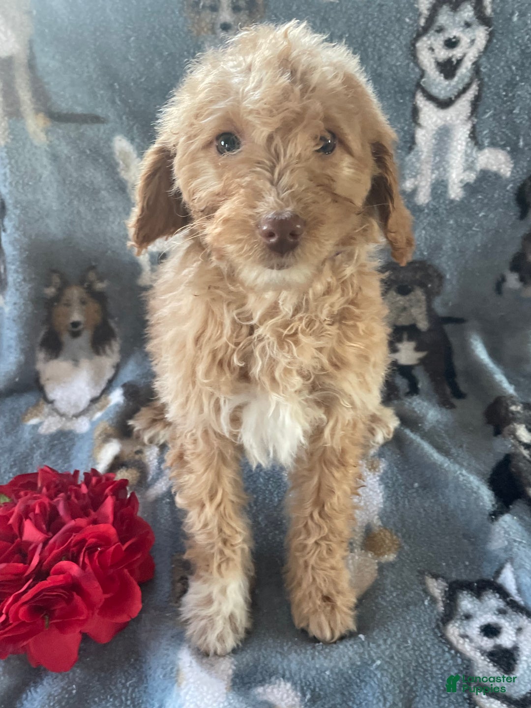 Mini Goldendoodle dogs for sale: Winnie - Ad 1