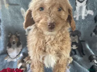 Mini Goldendoodle dogs Winnie - Ad 42