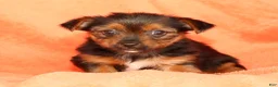 Yorkshire Terrier dogs for sale: Vivian - Ad 6