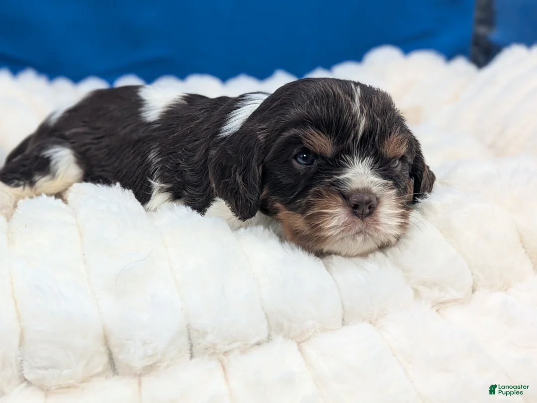 Cavalier King Charles Spaniel dogs for sale: Whiskey  - Ad 2