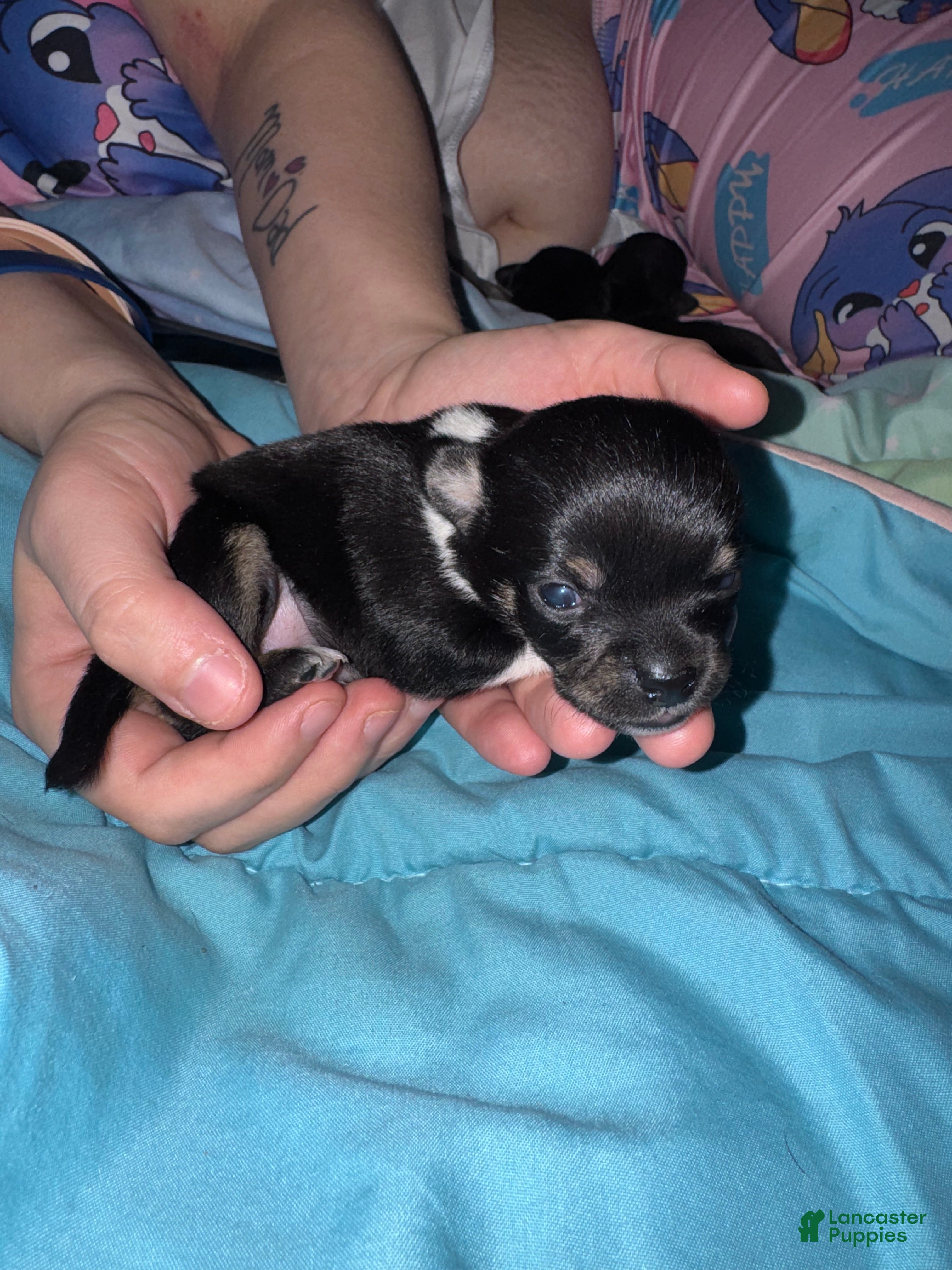 Chihuahua dogs Chihuahua Puppy 4 - Ad 41