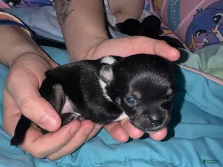 Chihuahua dogs Chihuahua Puppy 4 - Ad 29