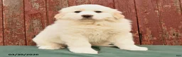 Great Pyrenees dogs for sale: Rhea - Ad 3