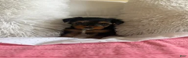 Yorkshire Terrier 2