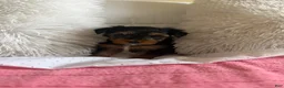 Yorkshire Terrier dogs for sale: Yorkshire Terrier 2 - Ad 1