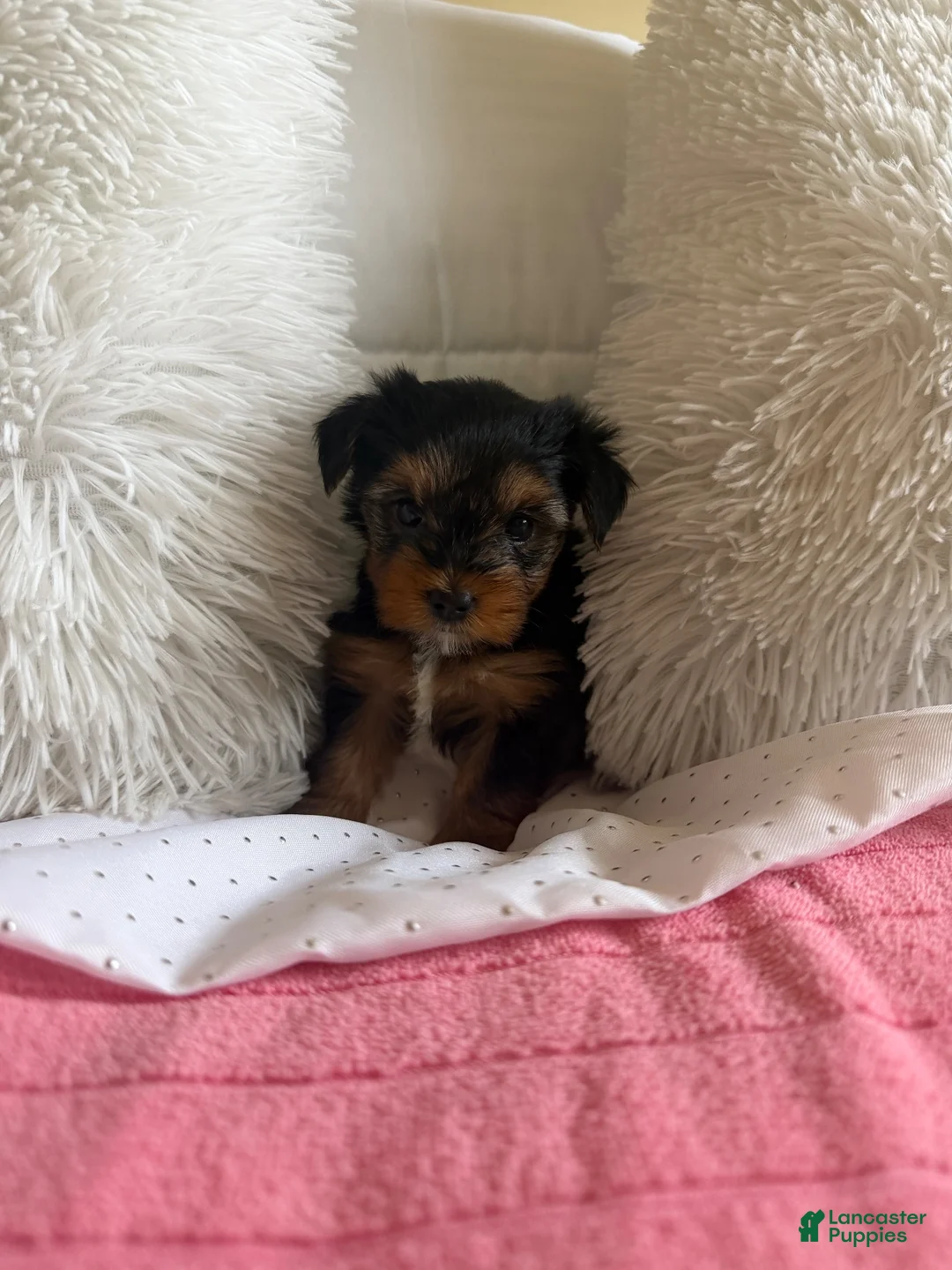 Yorkshire Terrier dogs for sale: Yorkshire Terrier 2 - Ad 1