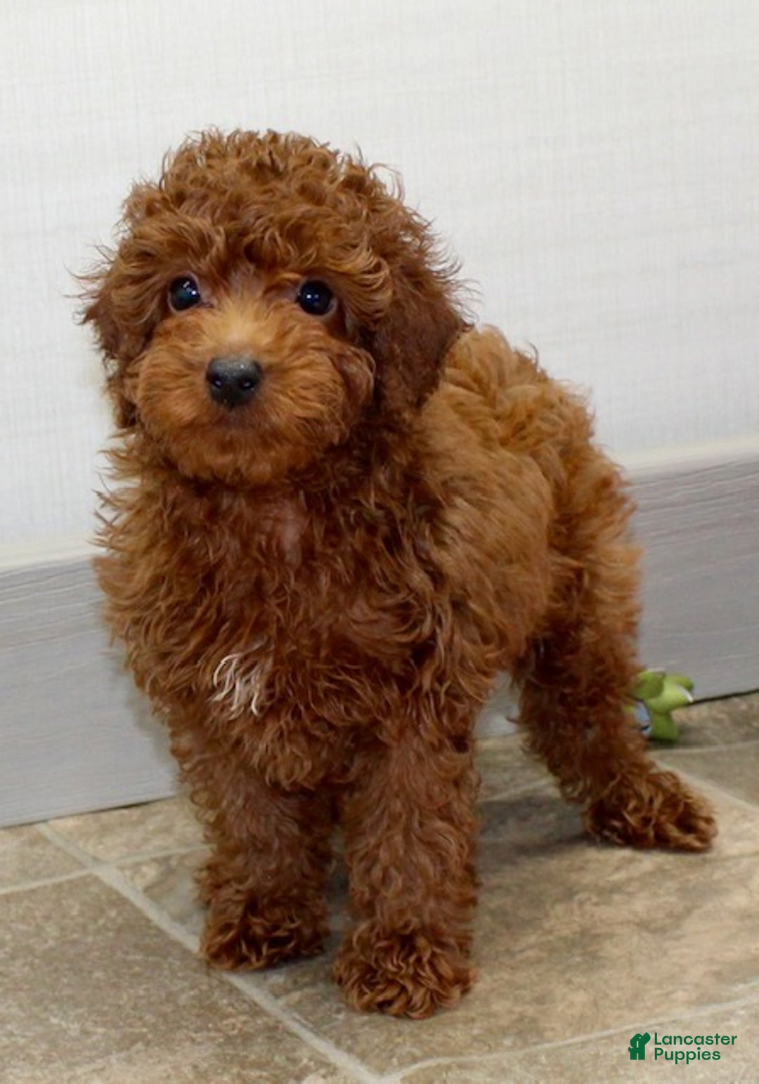 Miniature Poodle dogs for sale: Murphy - Ad 2