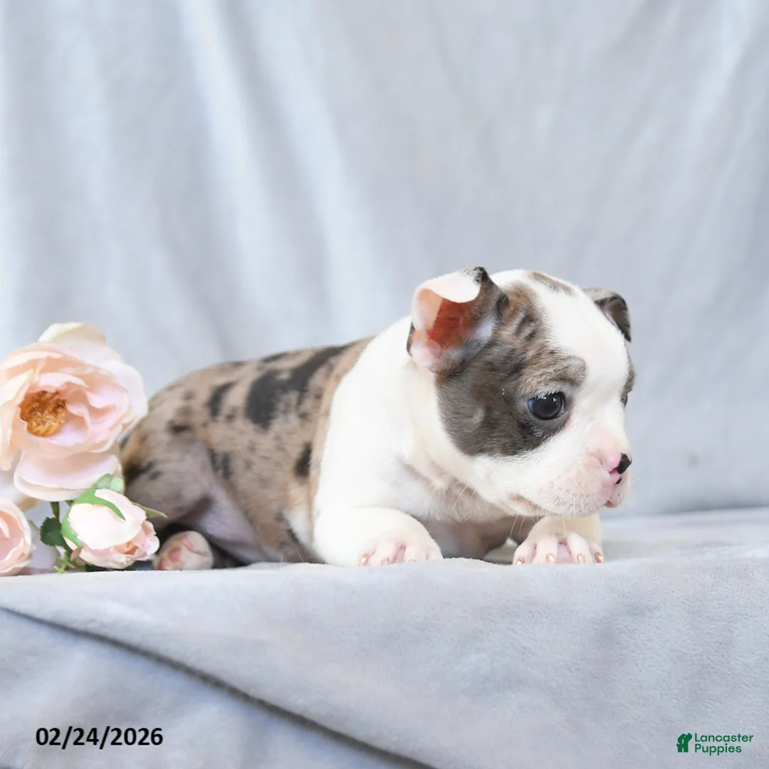 Boston Terrier dogs for sale: Fluffy - Ad 5