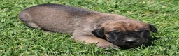 Mixed Breed dogs for sale: Boomer - Ad 6