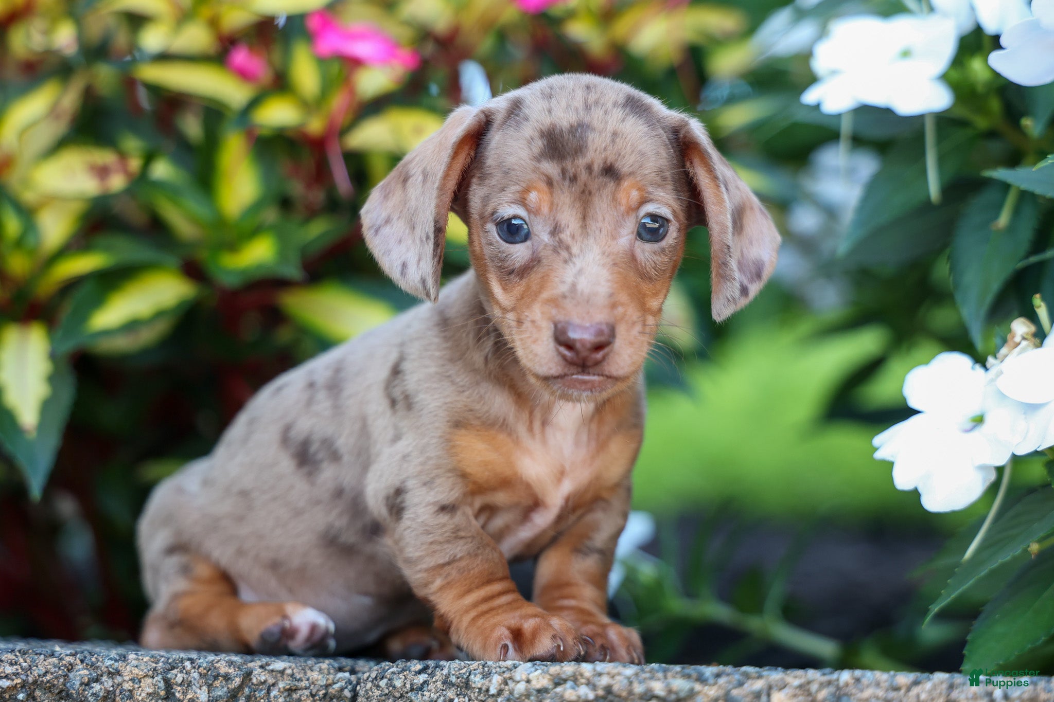 Miniature Dachshund dogs  Zion💙 - Ad 1