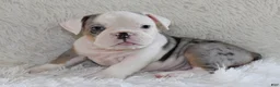 English Bulldog dogs for sale: Hayes - Ad 2