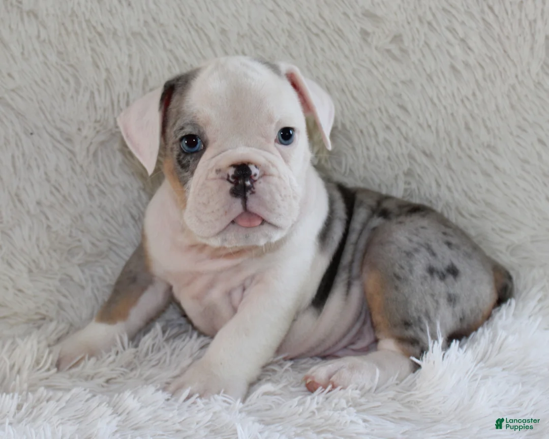 English Bulldog dogs for sale: Hayes - Ad 2