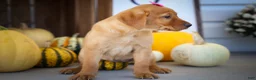 Labrador Retriever dogs for sale: NICKI - Ad 11