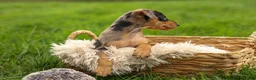 Miniature Pinscher dogs for sale: ACE - Ad 6