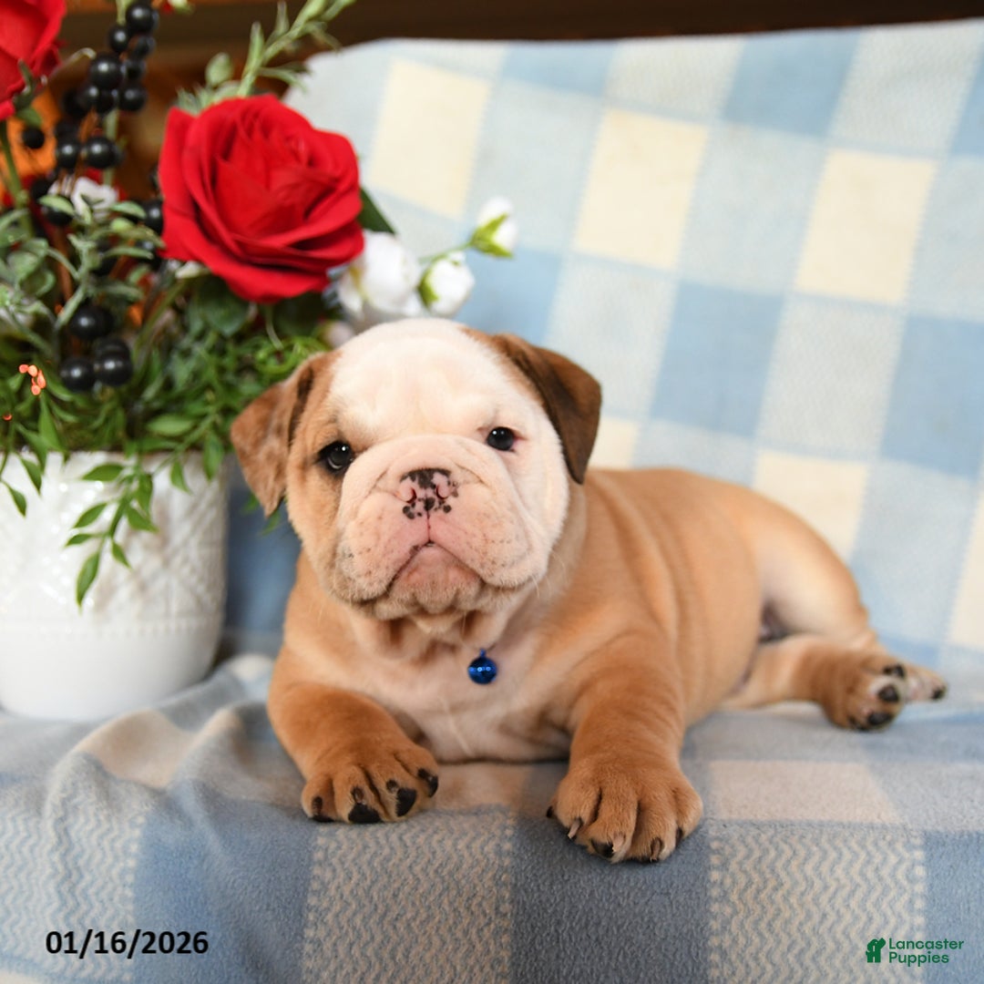 English Bulldog dogs for sale: Master - Ad 1