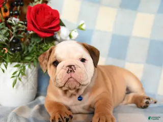 English Bulldog dogs Master - Ad 42