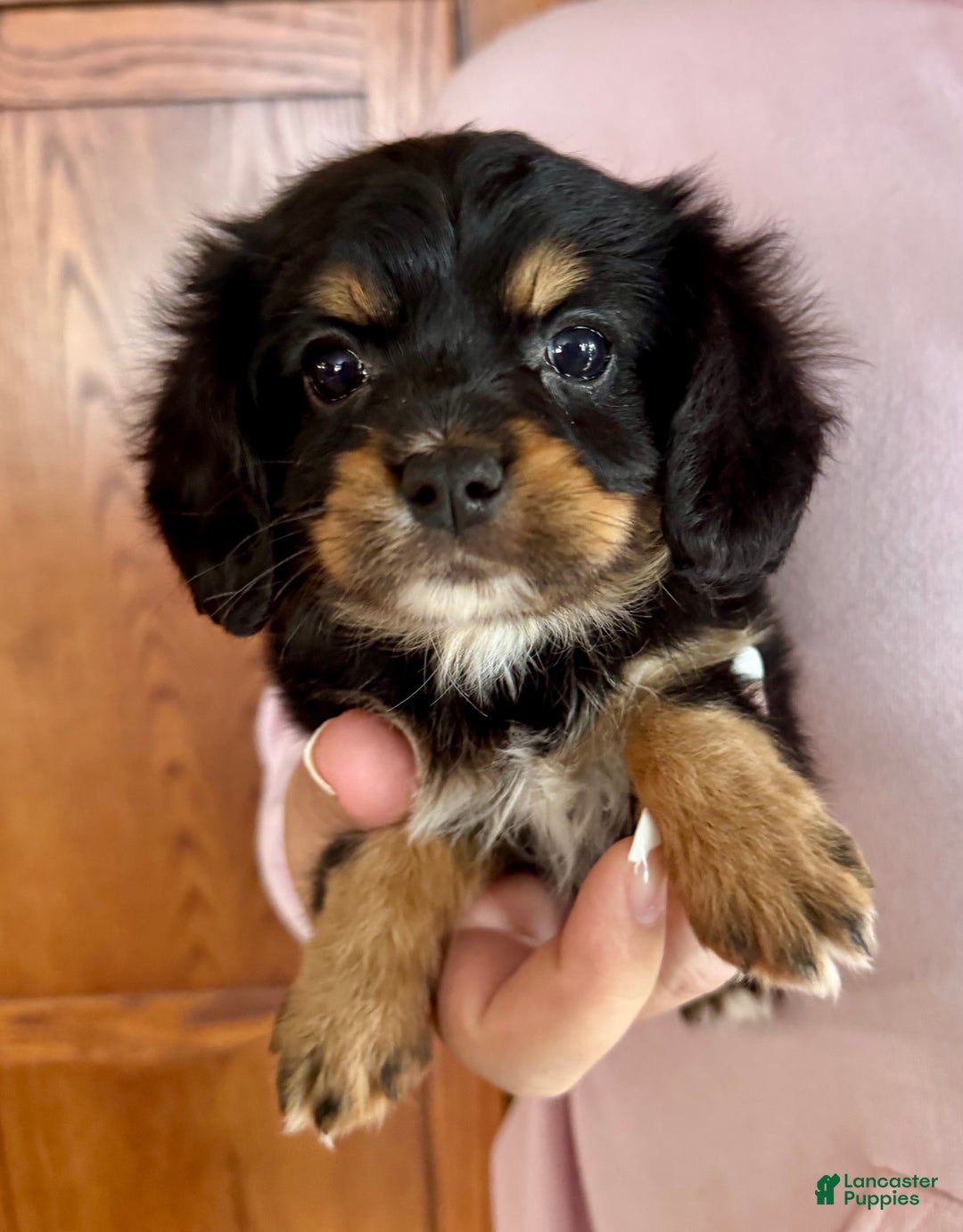 Mixed Breed dogs for sale: Cavalon Midnight - Ad 28