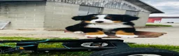 Bernese Mountain Dog dogs for sale: Harrison - Ad 4