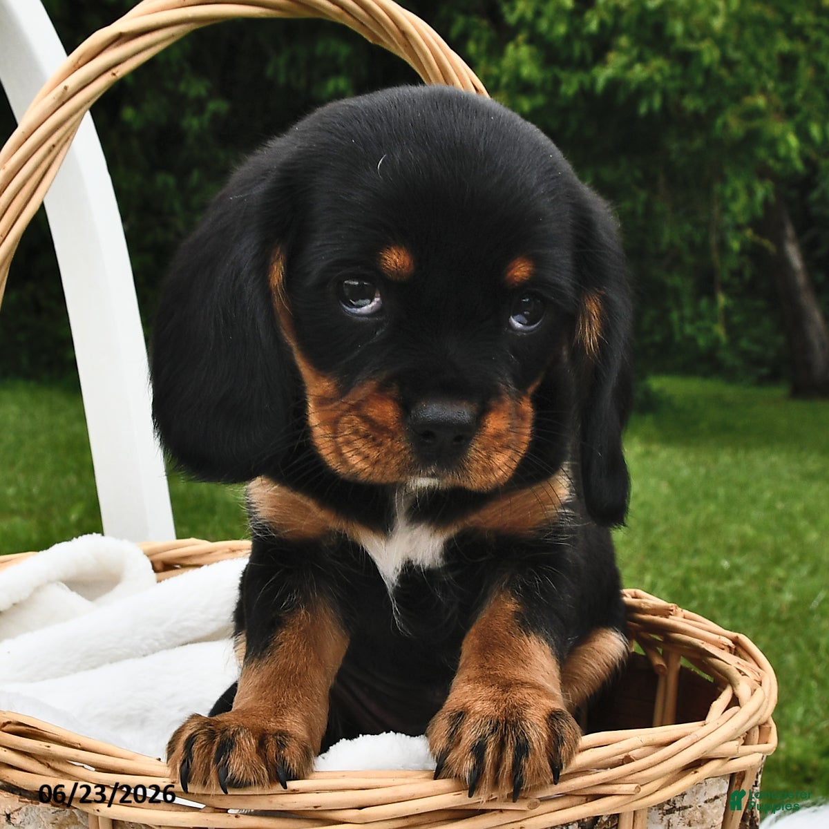 Beaglier dogs Cookie - Ad 2