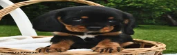 Beaglier dogs for sale: Cookie - Ad 2