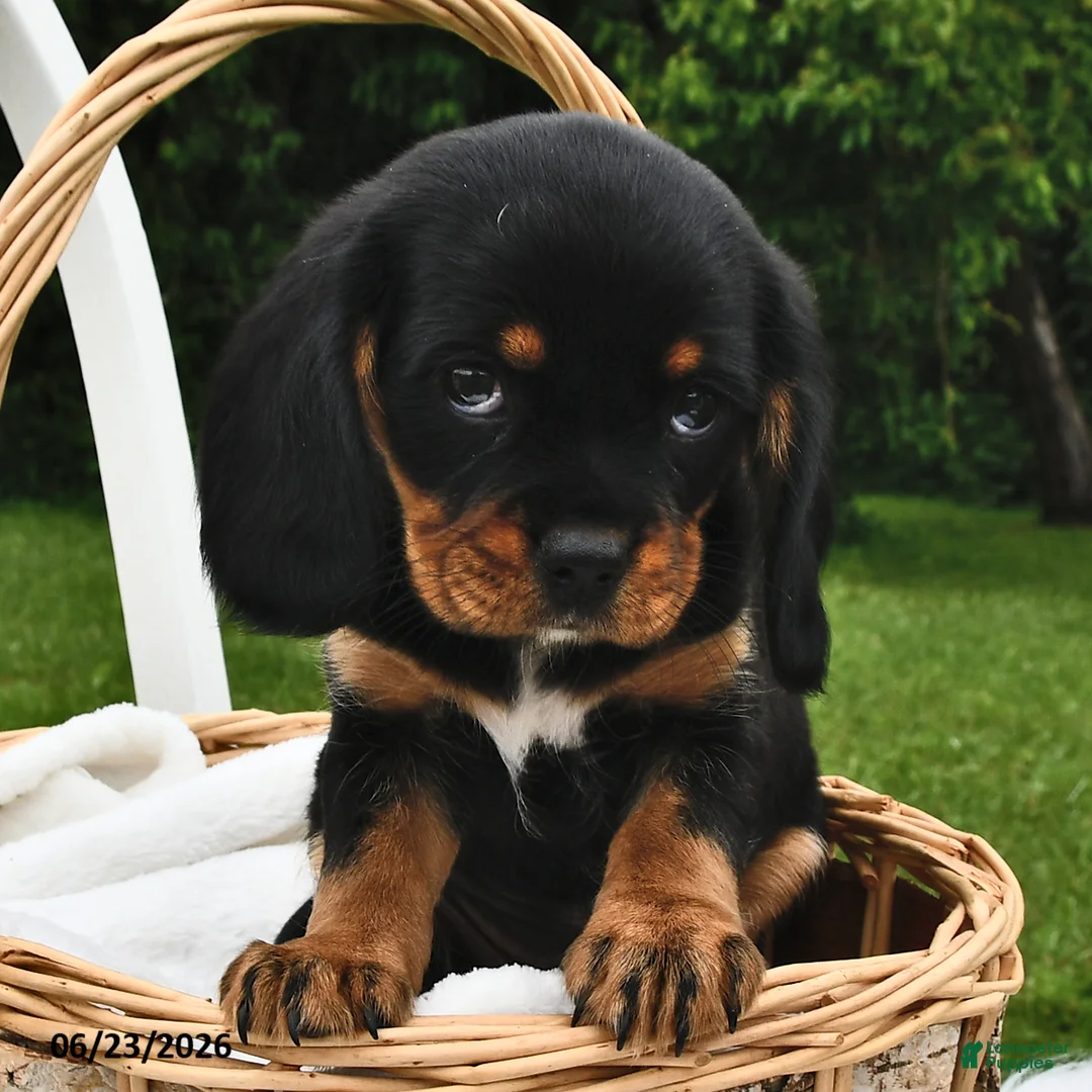 Beaglier dogs for sale: Cookie - Ad 2