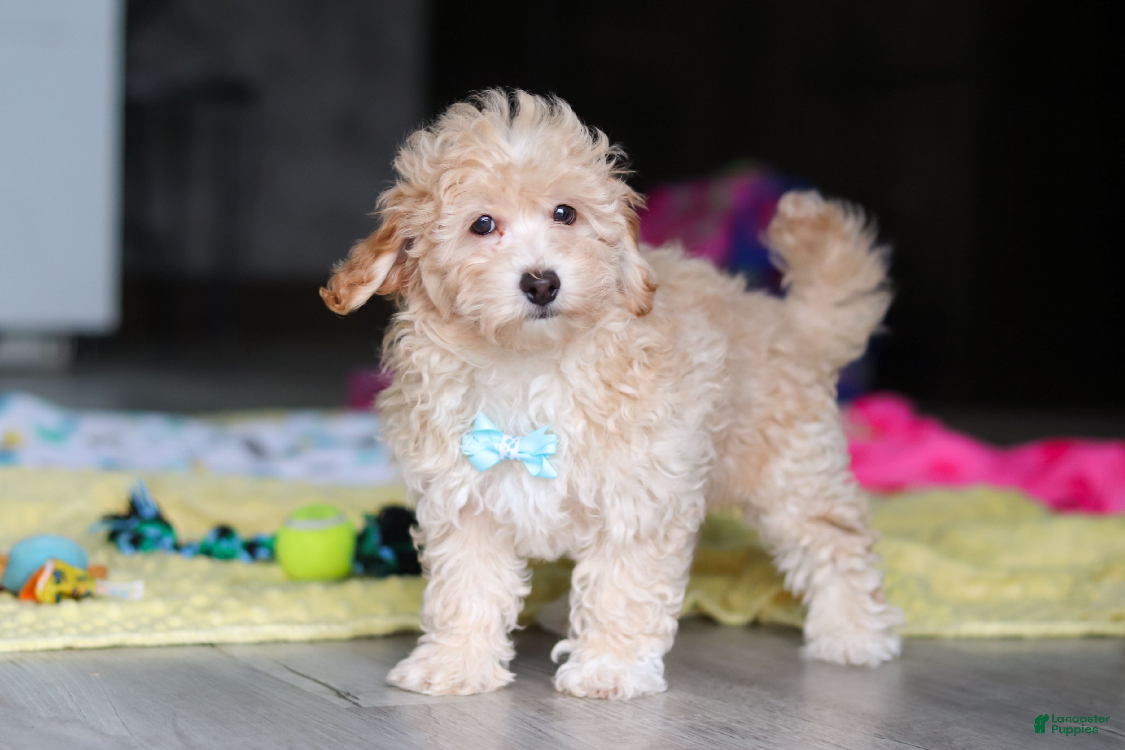 Havapoo dogs Brodie - Ad 1