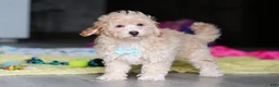 Havapoo dogs for sale: Brodie - Ad 15